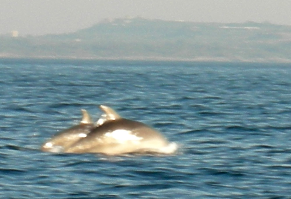 Tursiops truncatus